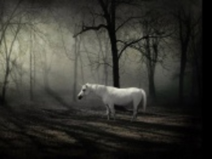 unicorn_in_the_forest-t1