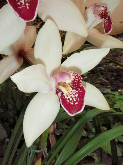 Cymbi din oct 2010 in iulie 2011 - Cymbidium