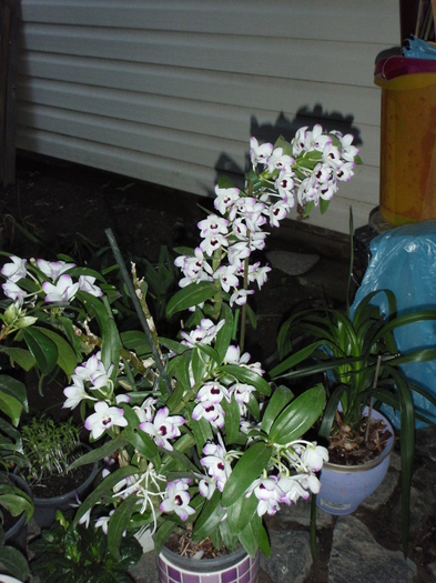 Den-2007 inflorit iunie 2011 - Dendrobium nobile etc