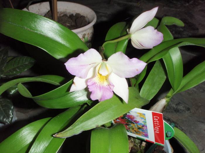 iunie 2011 - multi pui - Cattleya