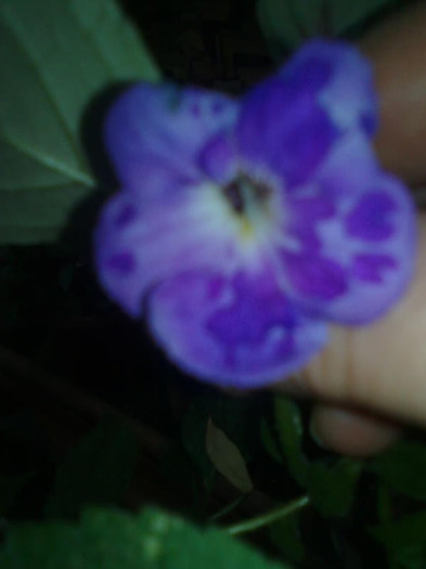 Imagine1072 - Achimenes