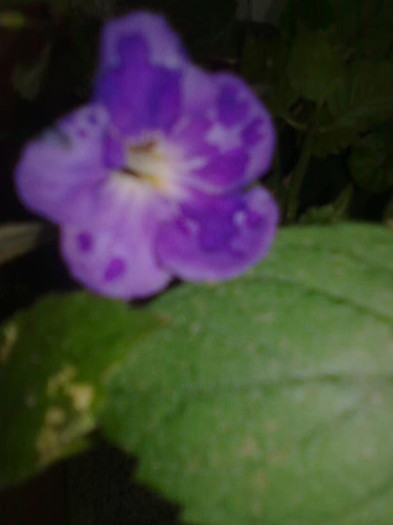 Imagine1070 - Achimenes
