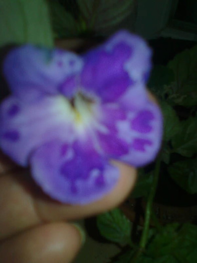Imagine1068 - Achimenes