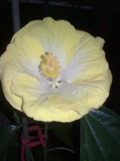 Imagine1073 - HIBISCUS-2012