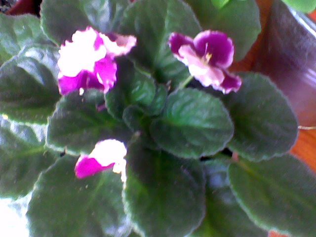 Imag021