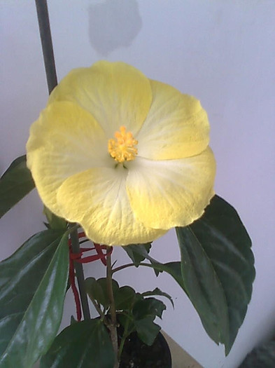Imagine1078 - HIBISCUS-2012