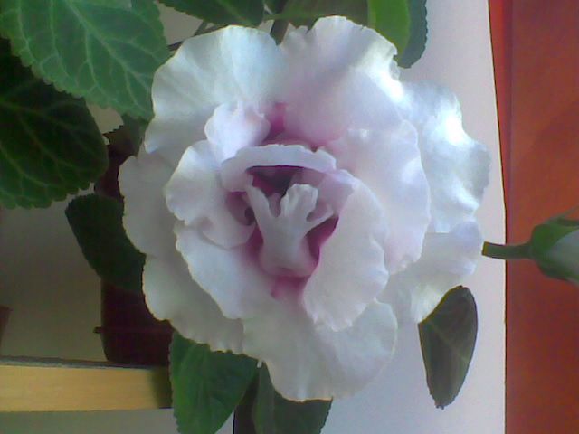 Imag033