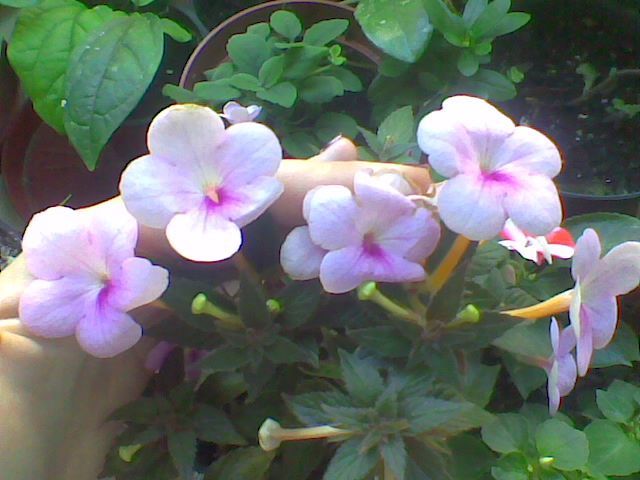 Imag037