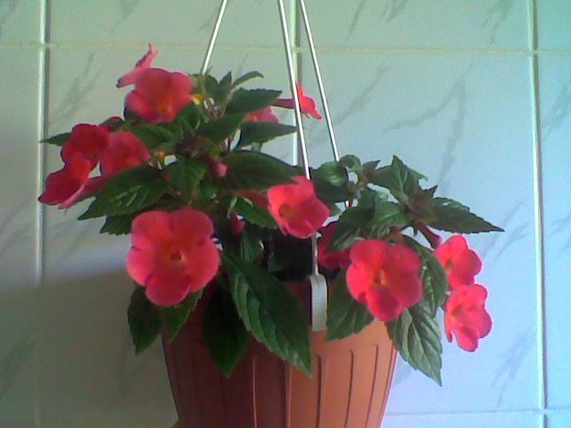 Imag043