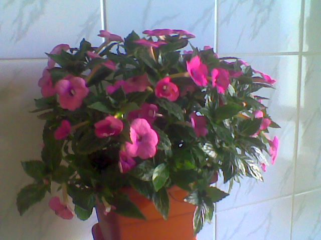 Imag044