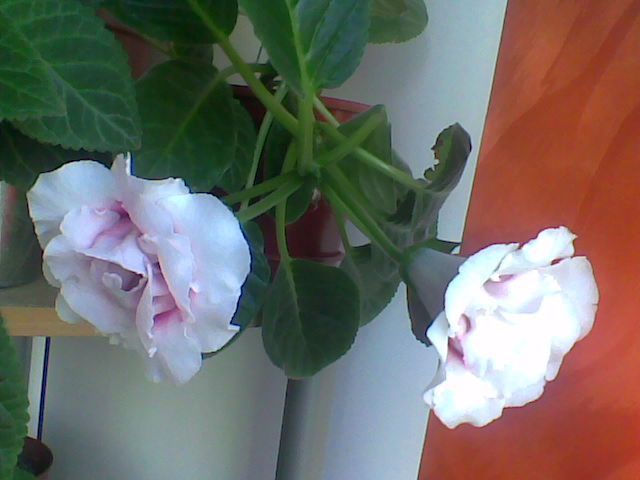 Imag061