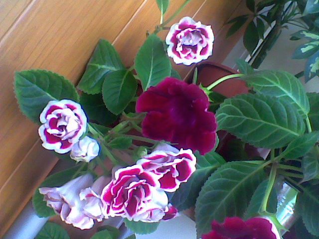 Imag062