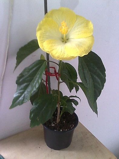 Imagine1077 - HIBISCUS-2012