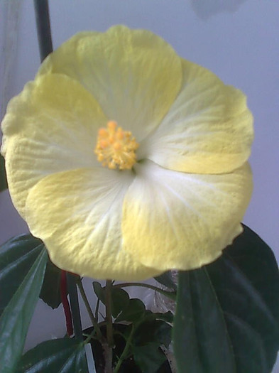 Imagine1076 - HIBISCUS-2012
