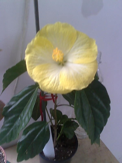 Imagine1075 - HIBISCUS-2012