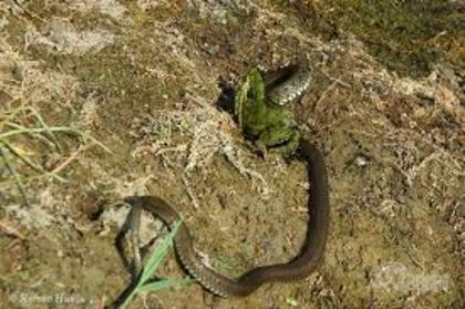 images (47) - poze serpi