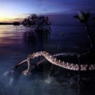 wallpaper_boa-150x150