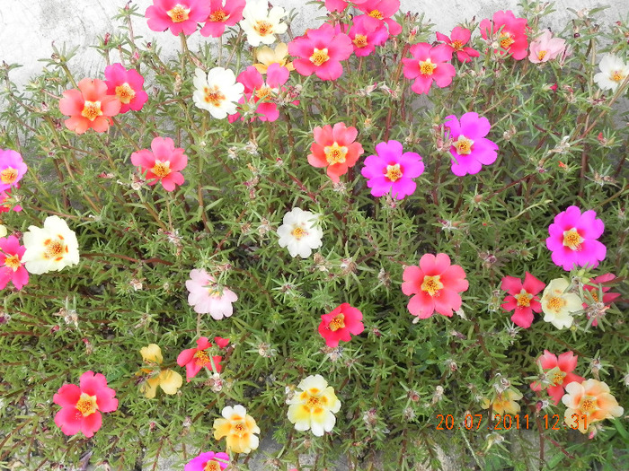 DSCN4612 - portulaca