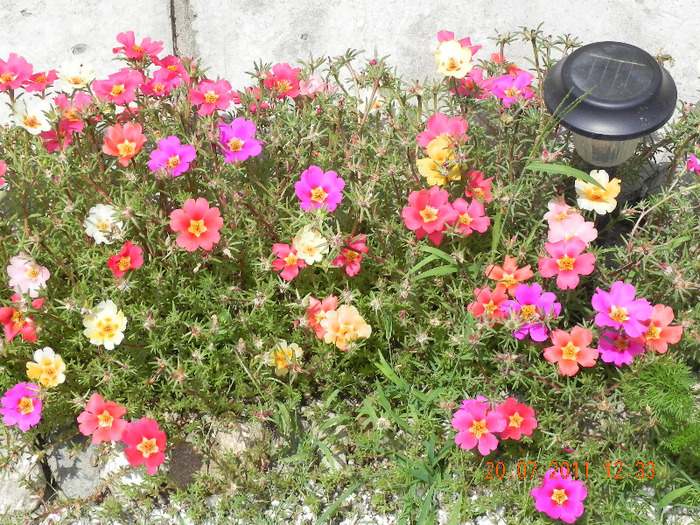 DSCN4616 - portulaca