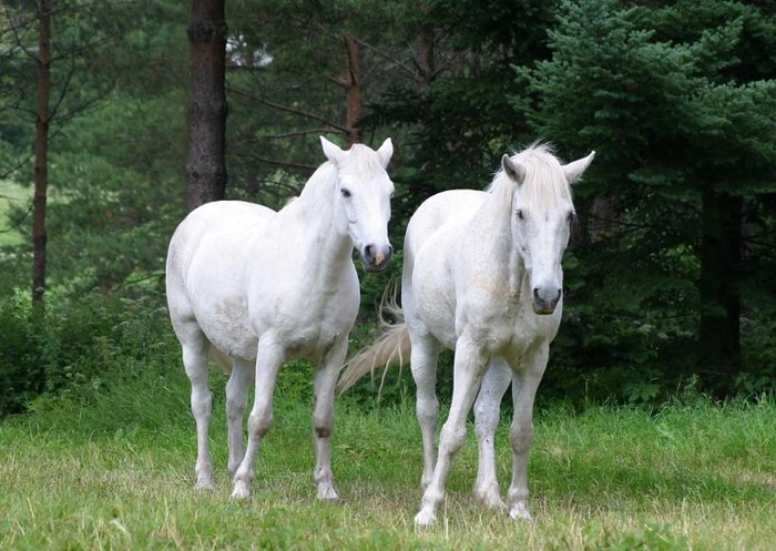 white-horses - cai de rasa
