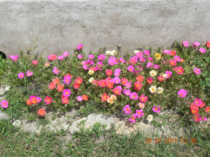 DSCN4625 - portulaca