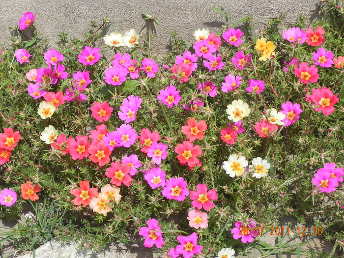 DSCN4628 - portulaca