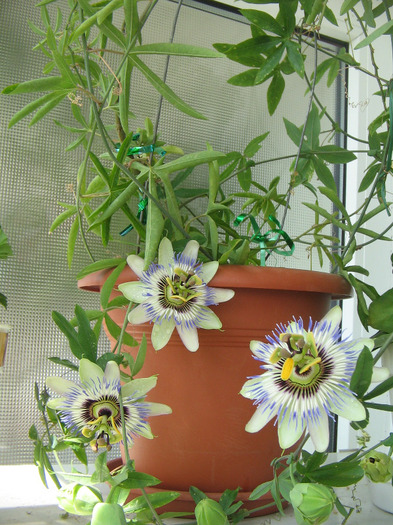 IMG_5310 - Passiflora 2011