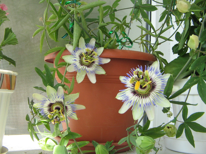 24.06.2011 - Passiflora 2011