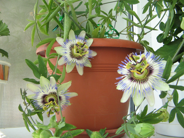 24.07.2011 - Passiflora 2011