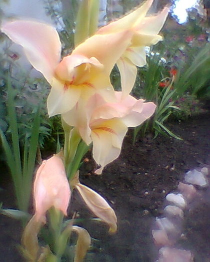 Fotogr.0258 - gladiole