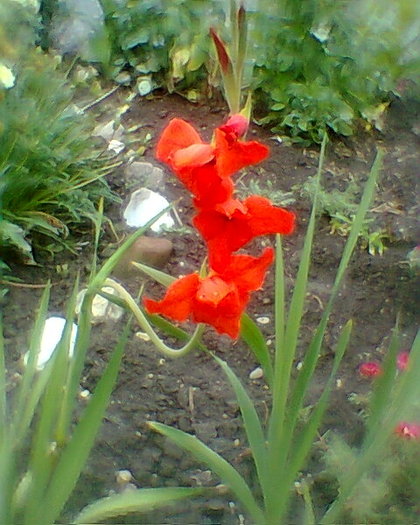 Fotogr.0259 - gladiole