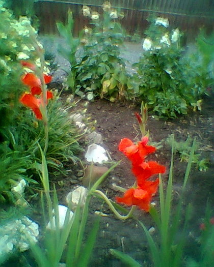 Fotogr.0260 - gladiole