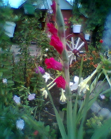 Fotogr.0261 - gladiole