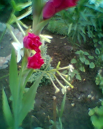 Fotogr.0262 - gladiole