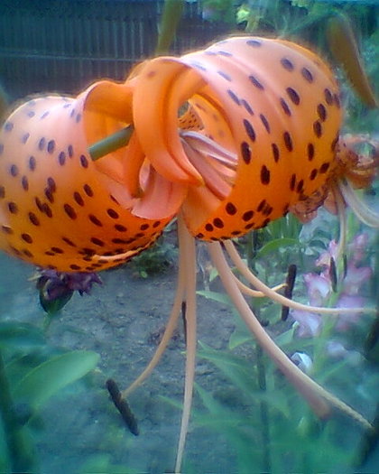 Fotogr.0232