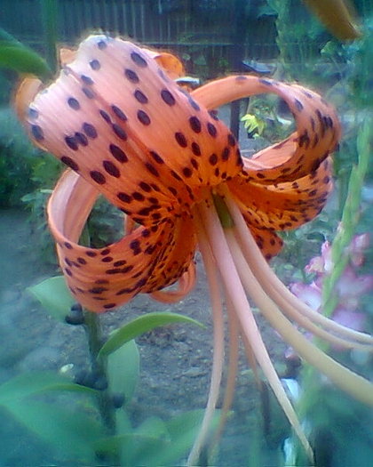 Fotogr.0233