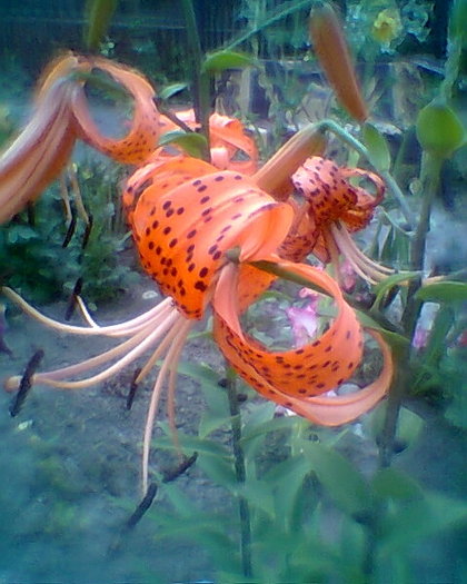 Fotogr.0234