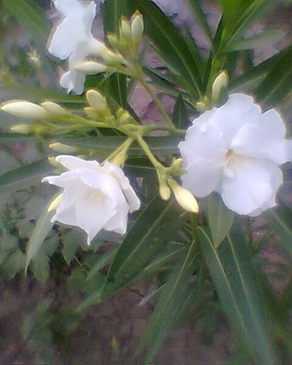Fotogr.0225