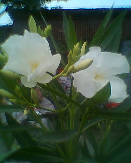 Fotogr.0226