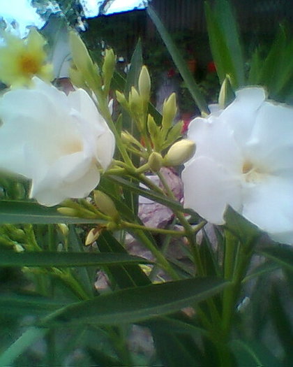 Fotogr.0227