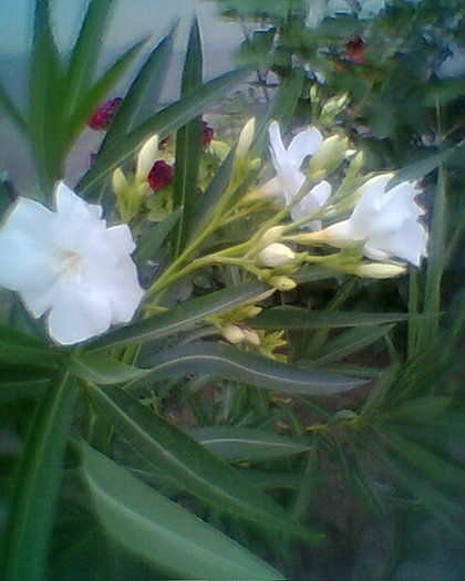 Fotogr.0228