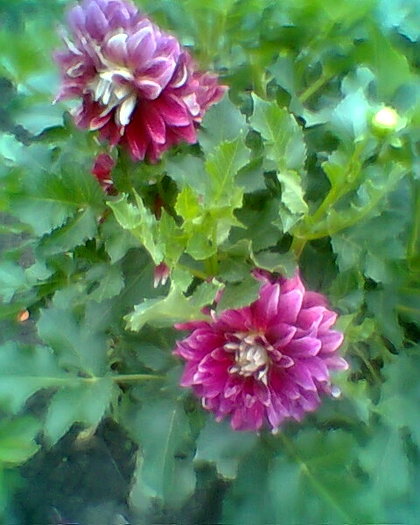Fotogr.0268