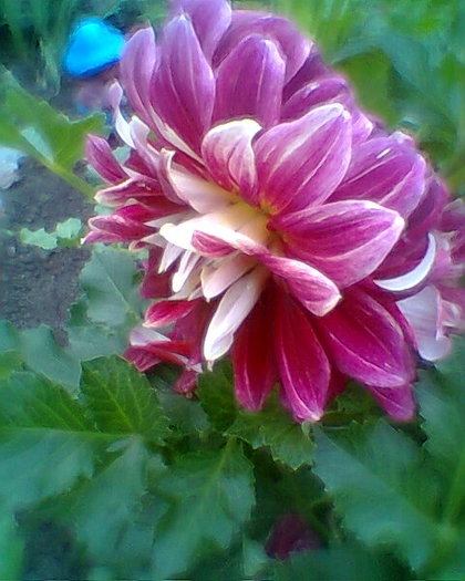 Fotogr.0270