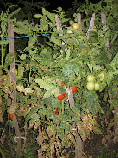 IMG_5181 - Gradina parintilor