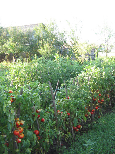 IMG_5195 - Gradina parintilor