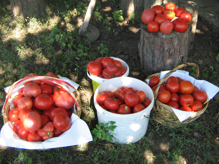 IMG_5206 - Gradina parintilor