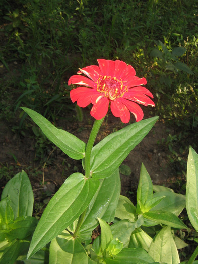 IMG_5233 - Gradina parintilor