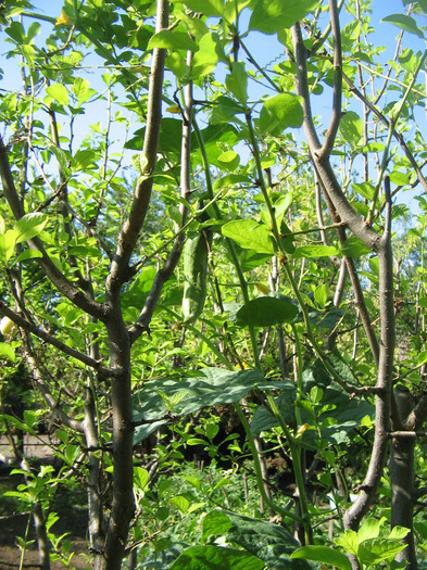 IMG_5242 - Gradina parintilor