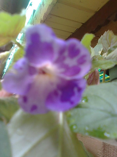 Imagine1082 - Achimenes
