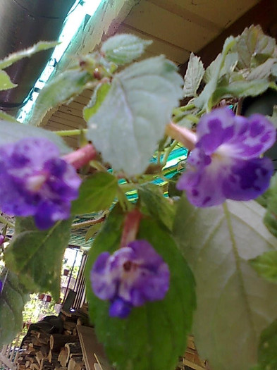 Imagine1081 - Achimenes
